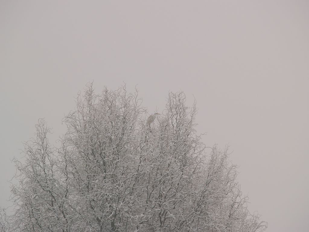 Bianco su bianco - grigio su grigio